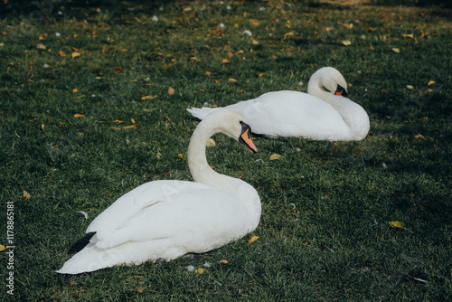 Fototapeta Naklejka Na Ścianę i Meble -  Two elegant swans resting on green grass in a serene outdoor setting during a sunny afternoon