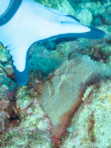 エスカ（触手）を振って魚を呼び寄せて狩る、巨大なオオモンカエルアンコウ（カエルアンコウ科）のペア。
英名学名：Giant Frogfish, Antennarius commersoni
自分よりも大きな獲物でも、１０倍に広がる大きな口で丸呑みにする。
その速度は0.0001秒。生物界最速のハンターである。

静岡県伊豆半島賀茂郡南伊豆町中木ヒリゾ浜2024年
 photo