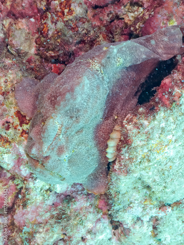 エスカ（触手）を振って魚を呼び寄せて狩る、巨大なオオモンカエルアンコウ（カエルアンコウ科）のペア。
英名学名：Giant Frogfish, Antennarius commersoni
自分よりも大きな獲物でも、１０倍に広がる大きな口で丸呑みにする。
その速度は0.0001秒。生物界最速のハンターである。

静岡県伊豆半島賀茂郡南伊豆町中木ヒリゾ浜2024年
 photo