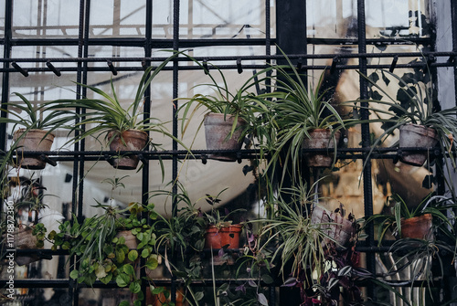 Lush greenery hanging in pots against a black grid in an urban greenhouse during the daytime photo