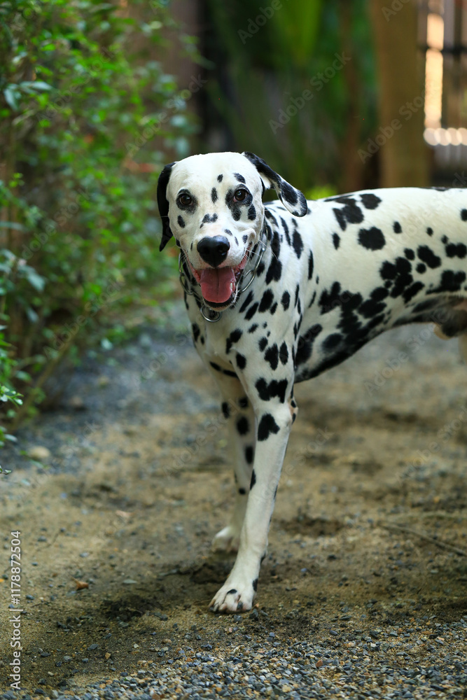 Dalmatian dog in the garden, beautiful moment Dalmatian dog in the garden, beautiful moment