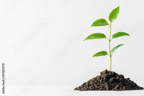 Wallpaper Mural This image symbolizes business growth, featuring a green plant emerging from soil on a clean white background. It represents potential and success. Torontodigital.ca