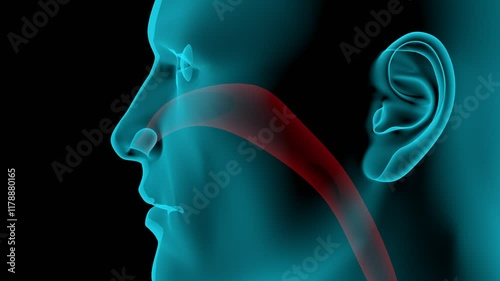 Schnupfen - Rhinitis