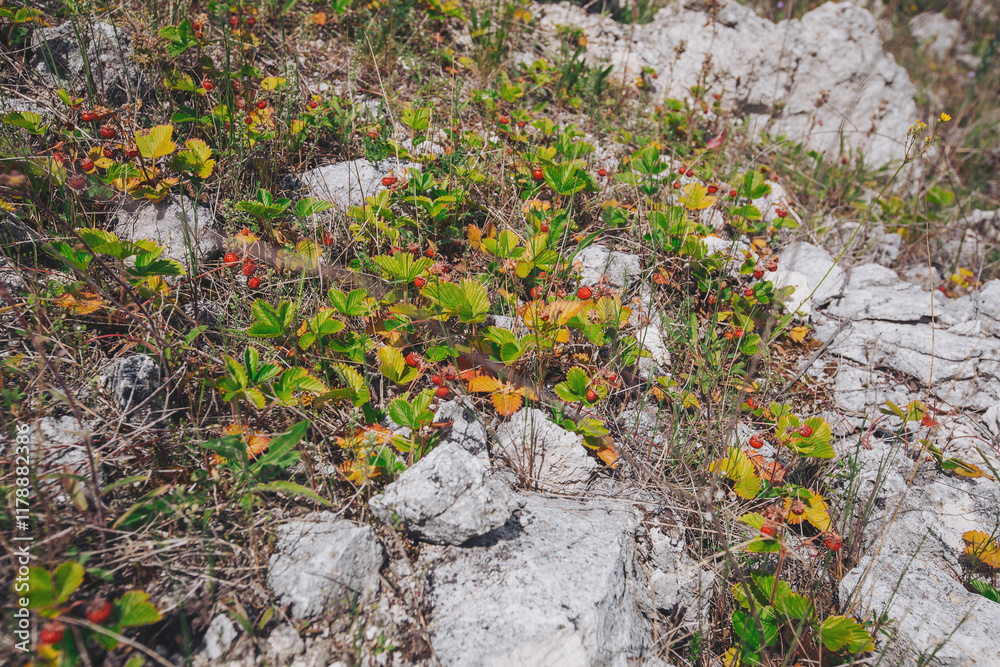 Fototapeta premium fresh wild strawberry in the forest. wild strawberry on a summer meadow. Edible berries 