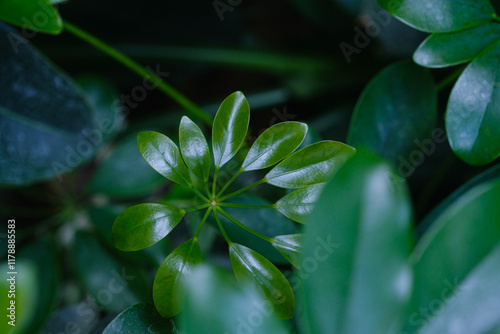 Lush green foliage showcasing delicate leaf patterns in a serene garden environment during daylight
