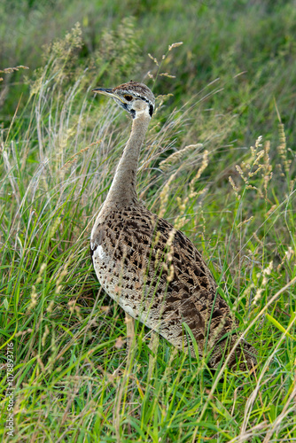 Outarde à ventre noir, eupodotis melanogaster.Lissotis melanogaster, Black bellied Bustard photo