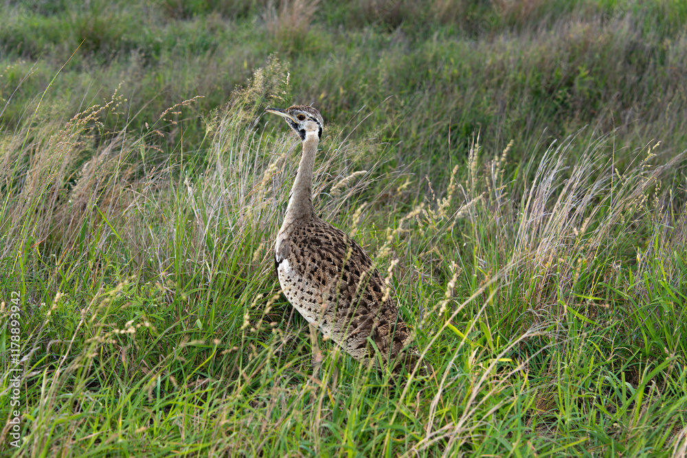 Outarde à ventre noir, eupodotis melanogaster.Lissotis melanogaster, Black bellied Bustard Outarde à ventre noir, eupodotis melanogaster.Lissotis melanogaster, Black bellied Bustard