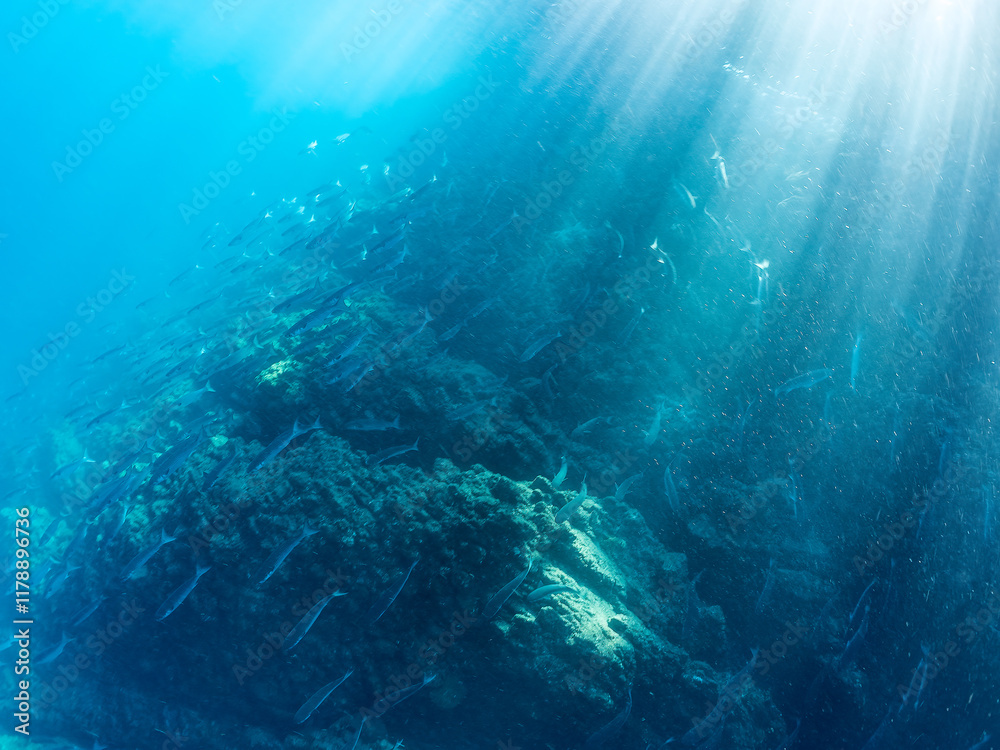 Fototapeta premium 水面近くを泳ぐ美しいボラ（ボラ科）の群れ。 英名学名：Flathead Gray Mullet (Mugil cephalus) 静岡県伊豆半島賀茂郡南伊豆町中木ヒリゾ浜2024年 