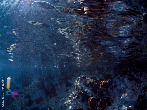 美しいハナスズキ（ハタ科）の幼魚。
極稀に海流に乗って浮遊してくる、非常に希少な深海魚である。
英名学名：Brownspotted yellow bass, Liopropoma maculatum
静岡県伊豆半島賀茂郡南伊豆町中木ヒリゾ浜2024年
 photo