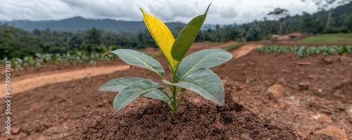 Sustainable agriculture practices remote farm nature lush landscape close-up environmental conservation photo