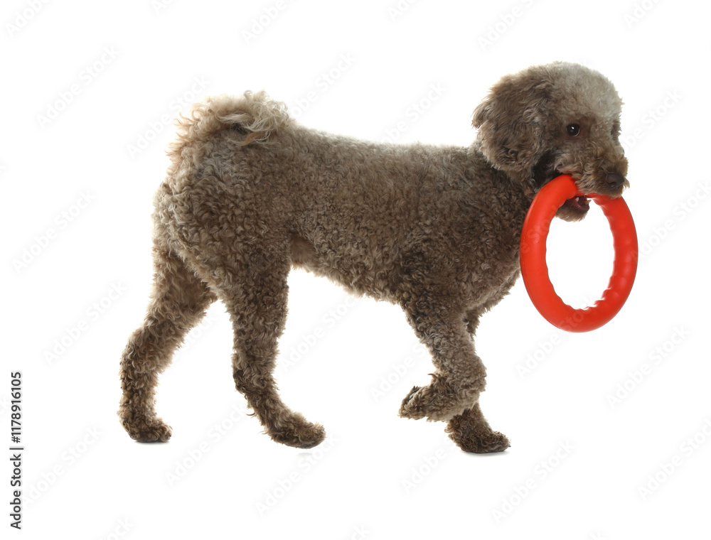 Cute dog playing with toy on white background. Adorable pet Cute dog playing with toy on white background. Adorable pet