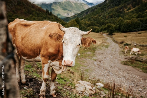 Brown cow in a mountain landscape