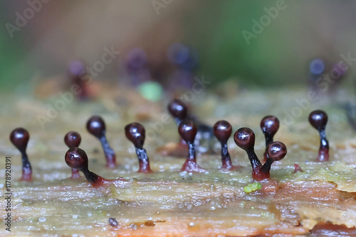Trichia botrytis, a slime mold from Finland, no common English name photo