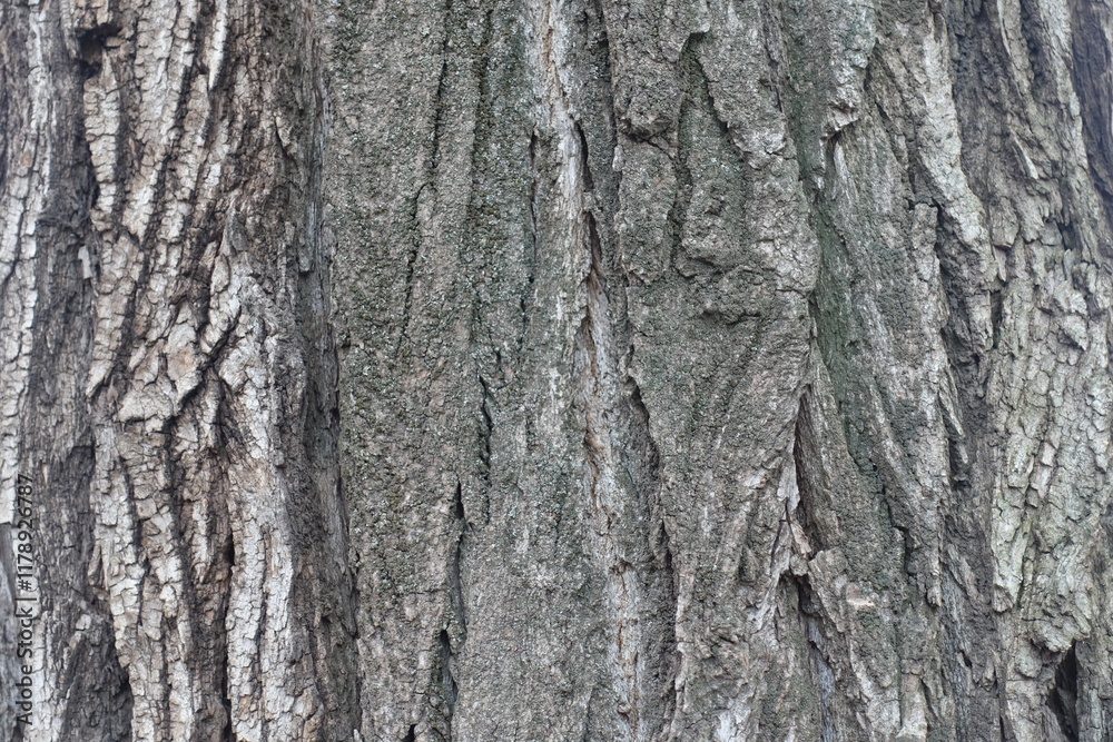 Backdrop - dry grey bark of cottonwood poplar tree Backdrop - dry grey bark of cottonwood poplar tree