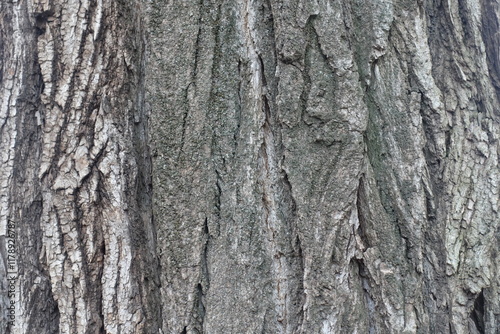 Backdrop - dry grey bark of cottonwood poplar tree photo