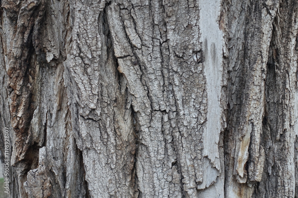 Closeup of dry grey bark of cottonwood poplar tree Closeup of dry grey bark of cottonwood poplar tree