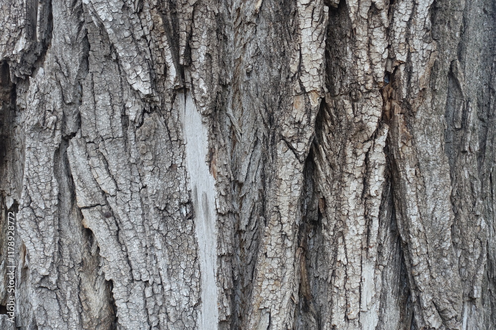 Surface of dry grey bark of cottonwood poplar tree Surface of dry grey bark of cottonwood poplar tree