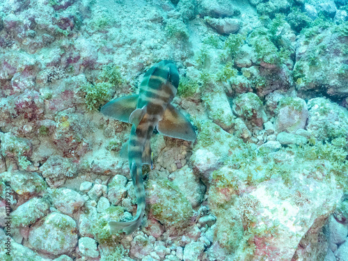 ゆったり泳ぐ,
大きな美しいネコザメ（ネコザメ科）。
英名学名：Japanese bullhead shark, Heterodontus japonicus
静岡県伊豆半島賀茂郡南伊豆町中木ヒリゾ浜2024年
 photo