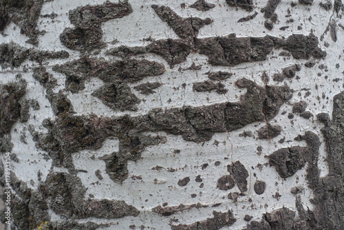 Uneven surface of pale green and black bark of white poplar tree