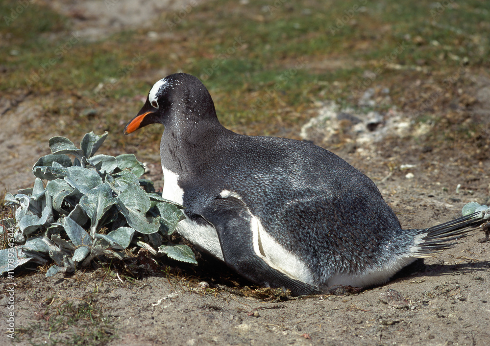 Naklejka premium Manchot papou, .Pygoscelis papua, Gentoo Penguin, Séneçon, Iles Falkland