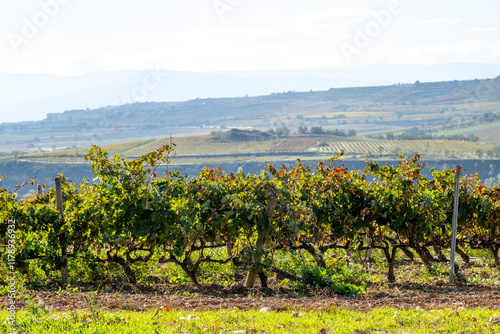 A wide view of vineyard rows stretching across gentle hills, showcasing the harmony between agriculture and landscape with the serenity of nature's palette in autumn hues in La Rioja Spain photo