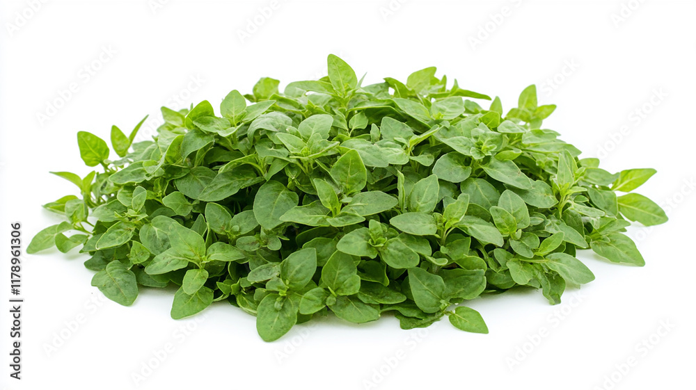 Basil close-up, isolated on a white background Basil close-up, isolated on a white background