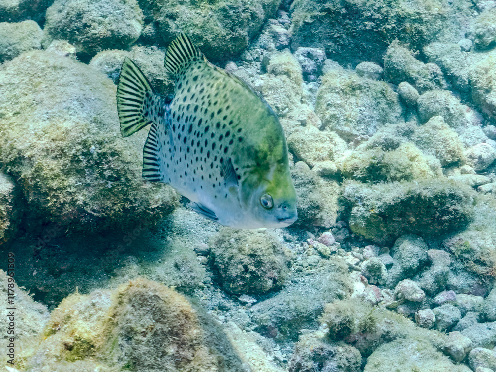 Fototapeta premium クロホシマンジュウダイ（マンジュウダイ科）他。 ホンソメワケベラ（ベラ科）のクリーニングを受けている。 英名学名： Spotted scat, Scatophagus argus Cleaner Wrasse (Labroides dimidiatus) 静岡県伊豆半島賀茂郡南伊豆町中木ヒリゾ浜2024年 