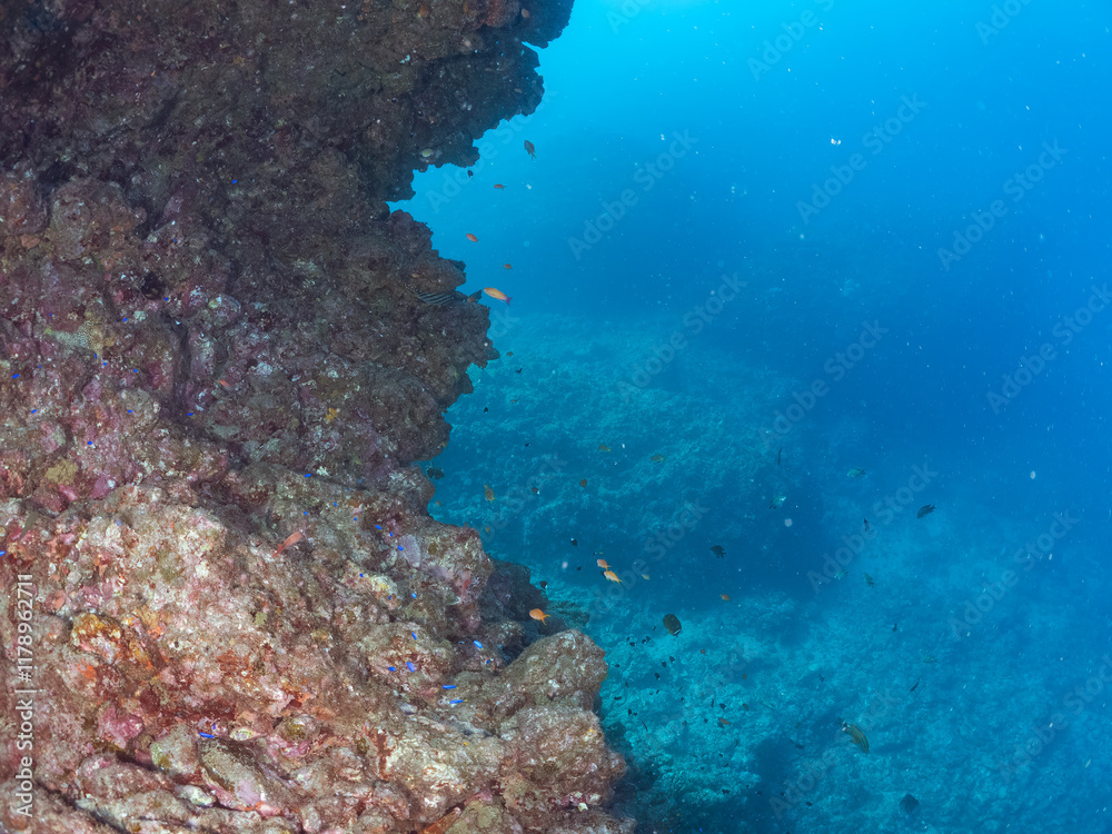 Obraz premium ウミトサカとキンギョハナダイ、ソラスズメダイ、キホシスズメダイ他群れ 英名学名：Sea Goldie, Pseudanthias squamipinnis Northern yellow-spotted chromis, Chromis yamakawai Heavenly Damselfish, Pomacentrus coelestis Alcyonacea 伊豆半島賀茂郡南伊豆町中木ヒリゾ浜