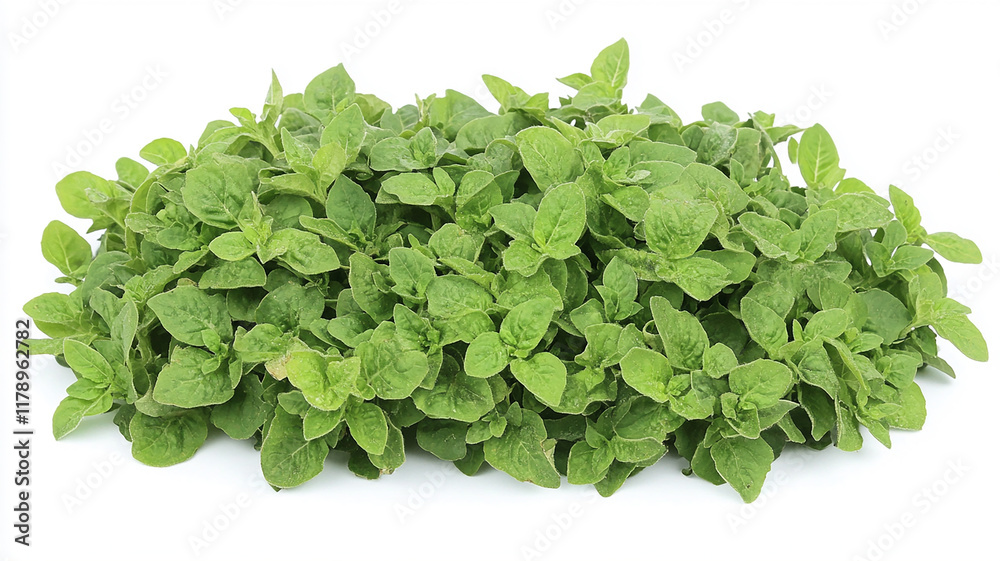 Obraz premium Basil close-up, isolated on a white background