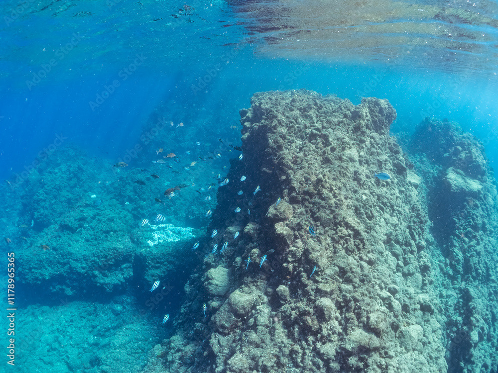 Fototapeta premium 美しいオヤビッチャ（スズメダイ科）、ホウライヒメジ（ヒメジ科）他の群れ。 英名学名：Sergeant Major, Abudefduf vaigiensis, Whitesaddle goatfish, Parupeneus ciliatus 静岡県伊豆半島賀茂郡南伊豆町中木ヒリゾ浜2024年 