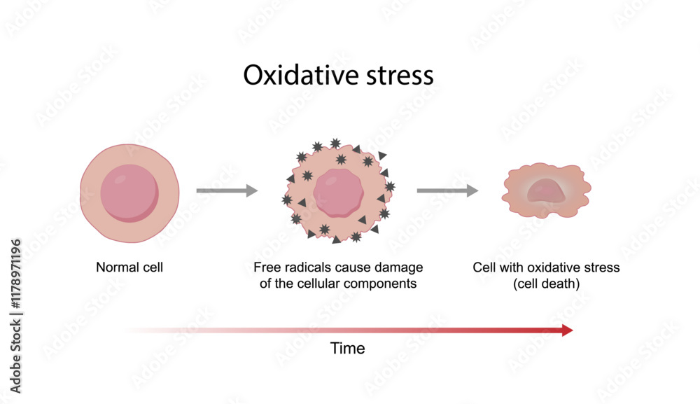 Foto Oxidative stress
