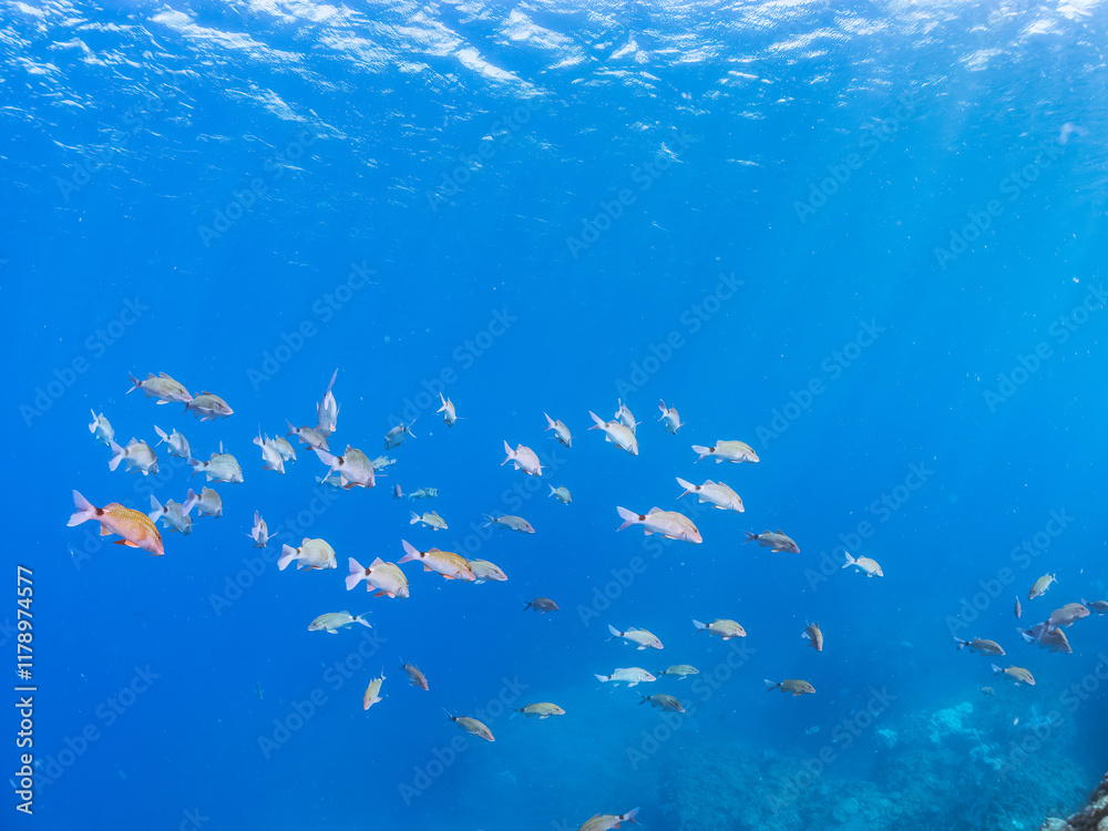 Obraz premium 美しいアカヒメジ、ホウライヒメジ（ヒメジ科）他の群れ。 英名学名：Yellowfin goatfish (Mulloidichthys vanicolensis) Whitesaddle goatfish, Parupeneus ciliatus 静岡県伊豆半島賀茂郡南伊豆町中木ヒリゾ浜2024年 