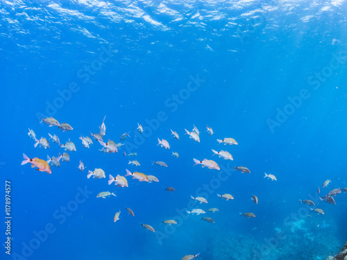 美しいアカヒメジ、ホウライヒメジ（ヒメジ科）他の群れ。
英名学名：Yellowfin goatfish (Mulloidichthys vanicolensis)
Whitesaddle goatfish, Parupeneus ciliatus
静岡県伊豆半島賀茂郡南伊豆町中木ヒリゾ浜2024年
 photo