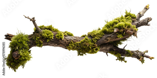 moss covered tree branch cut out isolated on white background PNG.AI GENERATED