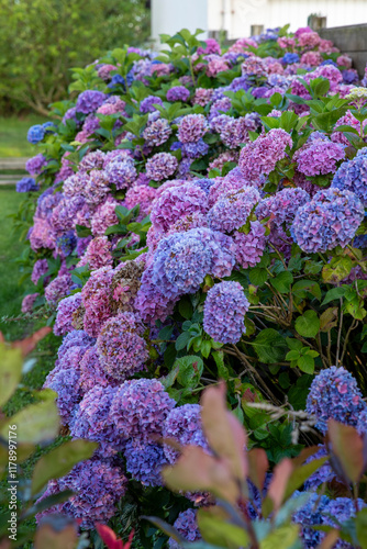 Gros plan d'un beau et grand massif d'hortensias bleu presque violet et rose avec des feuilles vert vif. Installé le long d'une palissade. photo