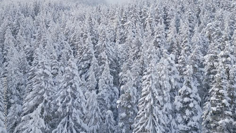 Snow-covered evergreen forest in winter showcasing tranquil beauty and a serene atmosphere in the heart of nature Snow-covered evergreen forest in winter showcasing tranquil beauty and a serene atmosphere in the heart of nature