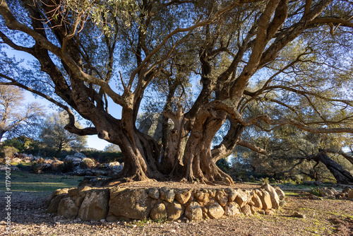 monumental wild olive tree on Supramonte in National Park of the Gulf of Orosei and Gennargentu. Ogliastra, Sardinia, Italy