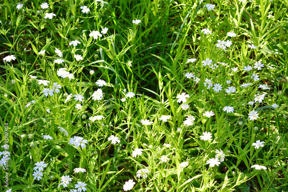 a lawn with sunlight and blooming stellaria flowers spring background a lawn with sunlight and blooming stellaria flowers spring background