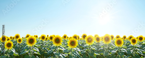 A wide open field of sunflowers in full bloom, their yellow petals glistening under the bright sun against a clear blue sky  photo