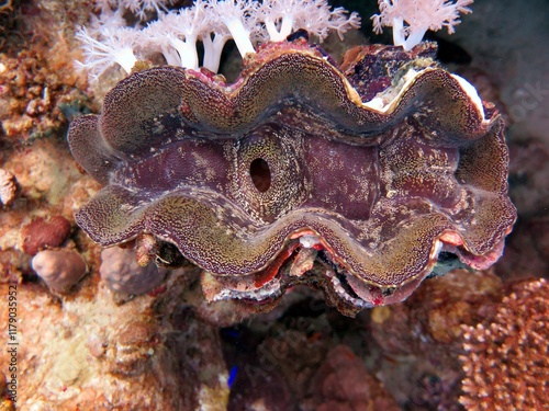 Giant clam photo