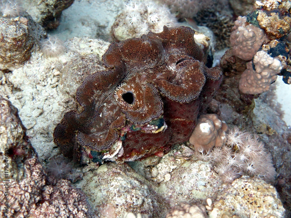Fototapeta premium Giant clam