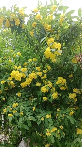 Buatyfull colours of yellow flower tree shake with air  photo