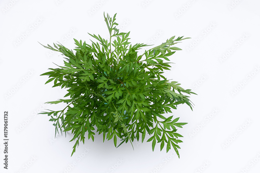 Fototapeta premium Kenikir leaves (cosmos caudatus) isolated white background