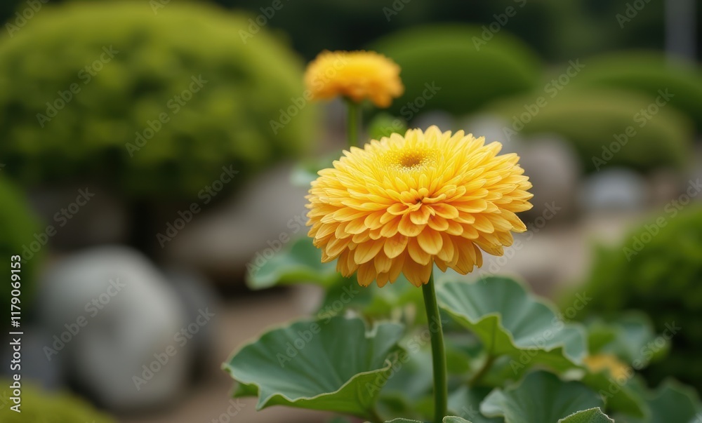 Vibrant yellow flower in a garden Vibrant yellow flower in a garden