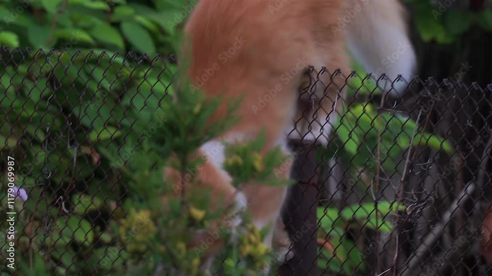 This video shows a ginger and white cat sitting on a chain-link fence. The cat looks attentive and focused.