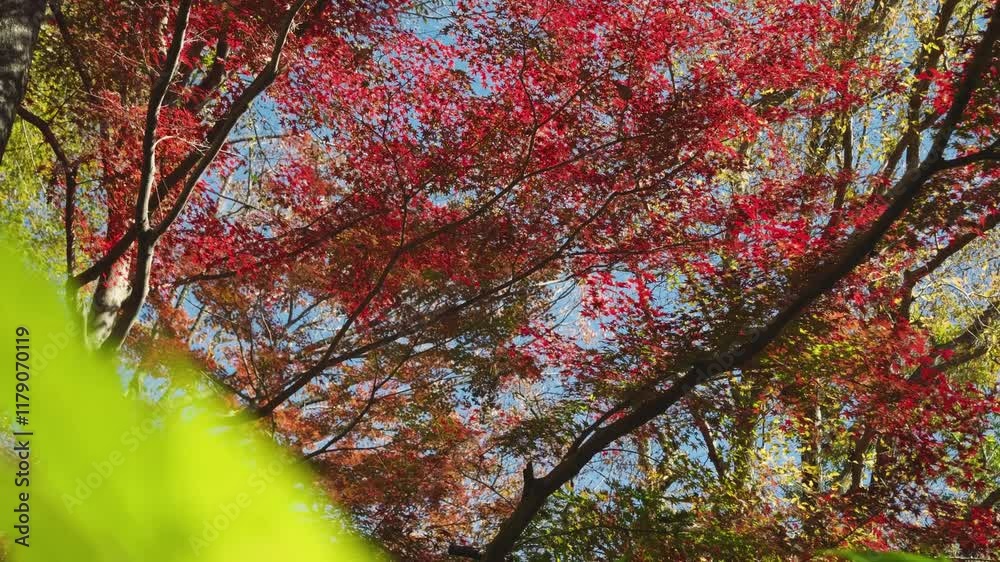 Looking up at incredibly beautiful vibrant autumn colors Looking up at incredibly beautiful vibrant autumn colors