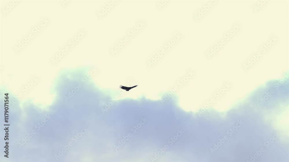Low angle tracking shot of Black Vulture flying on cloudy day Low angle tracking shot of Black Vulture flying on cloudy day