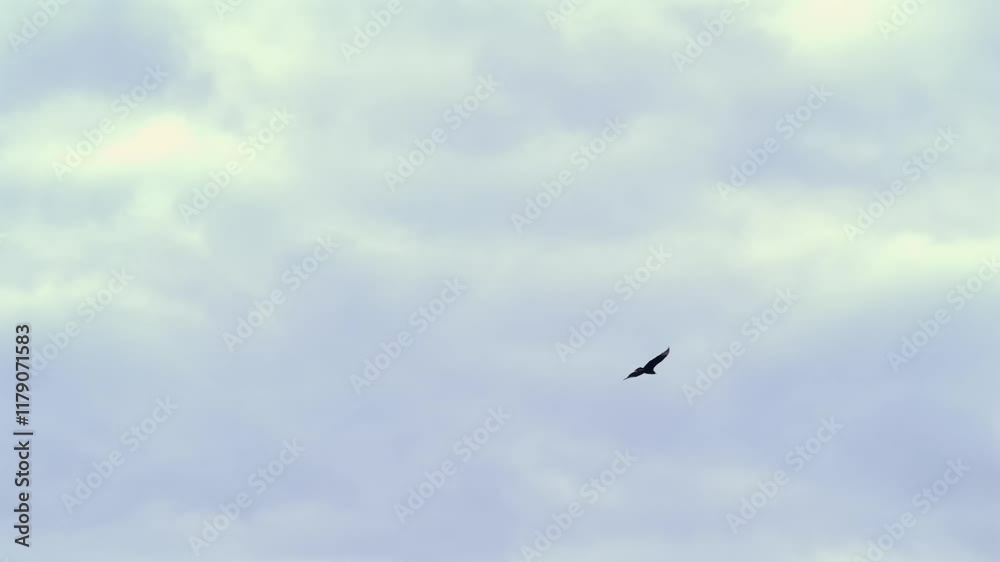 Tracking shot of Black Vulture flying alone on cloudy day. Low angle Tracking shot of Black Vulture flying alone on cloudy day. Low angle