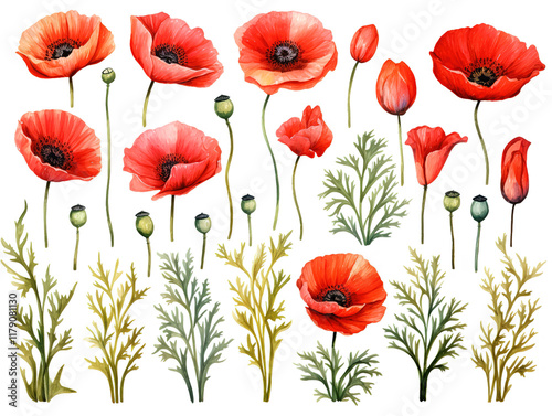 Superb red poppies isolated on white background