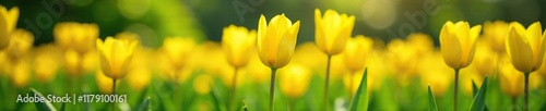 Bright yellow tulips blooming in a lush green meadow, garden, flowers of spring, sunny meadow